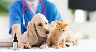 Understanding Pet Insurance: A Comprehensive Guide